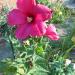 Sadnice - žbunaste vrste: Hibiscus Orias (starost 2,5 - 3 godine), slika4